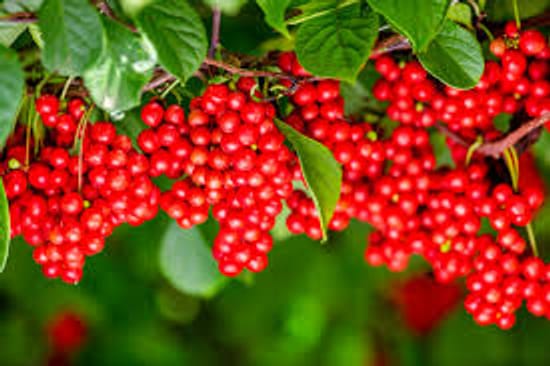Beneficios y efectos secundarios de la fruta Schisandra! Consumo en té y cantidad recomendada