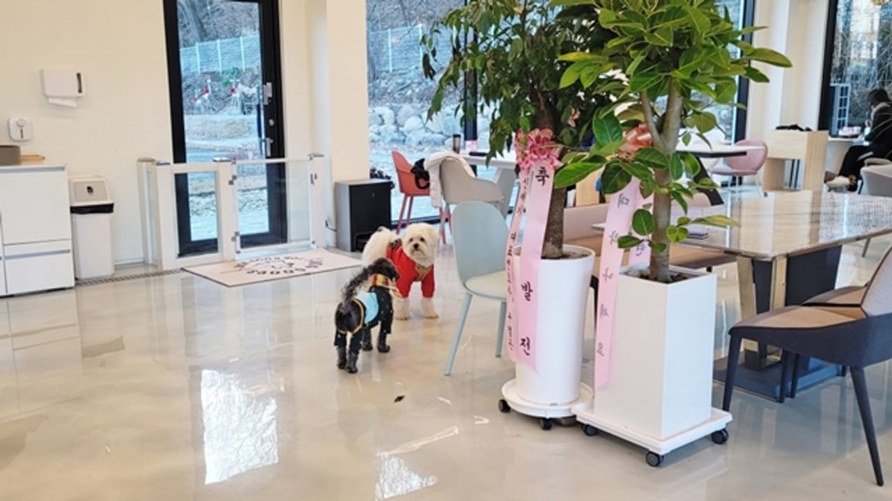Recommended Weekend Trip Destinations with Your Dog: 'Diggeulgeul' in Gapyeong Daeseong-ri Station