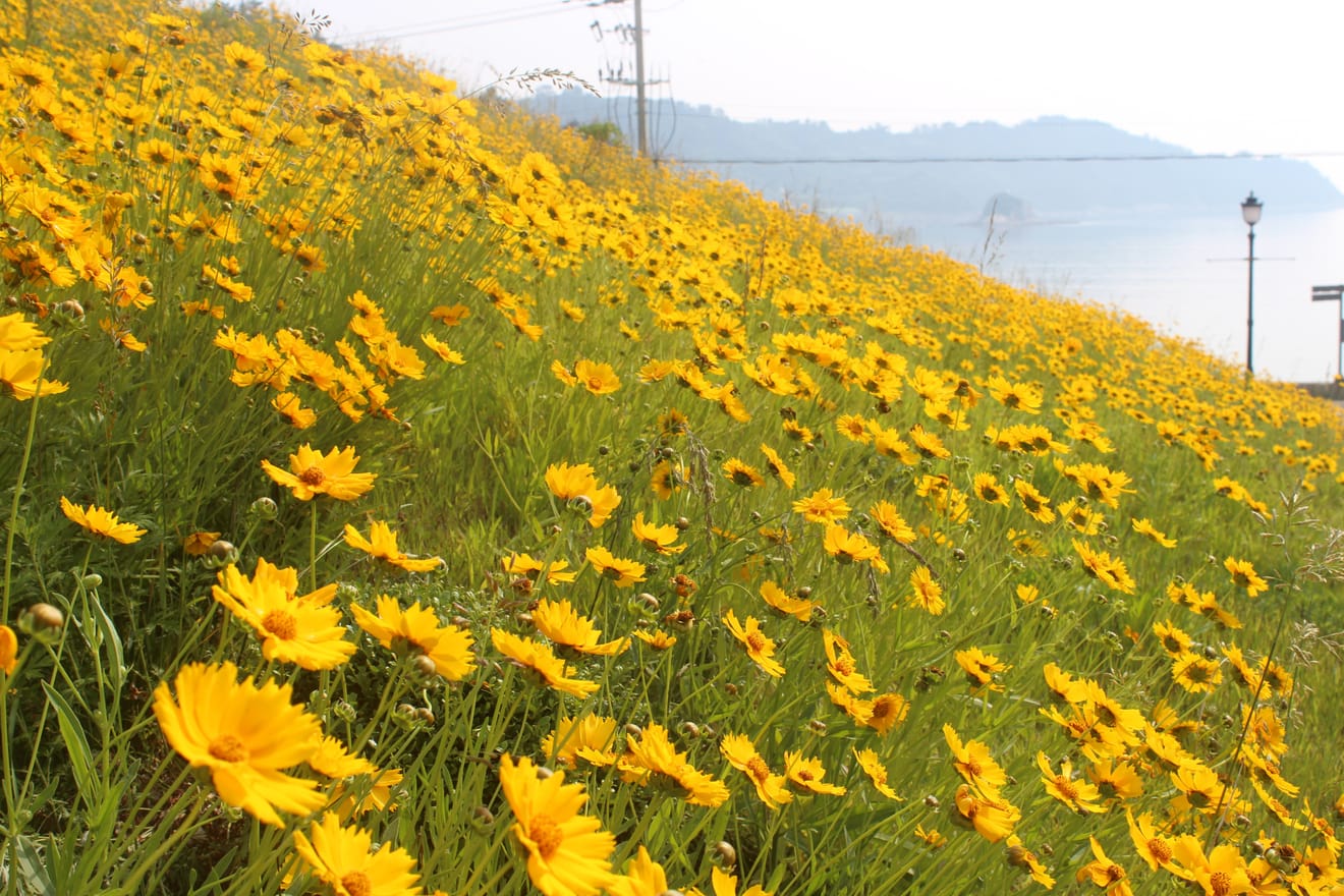 コスモスと黄花コスモスは何が違う？簡単に区別する方法・꿀팁