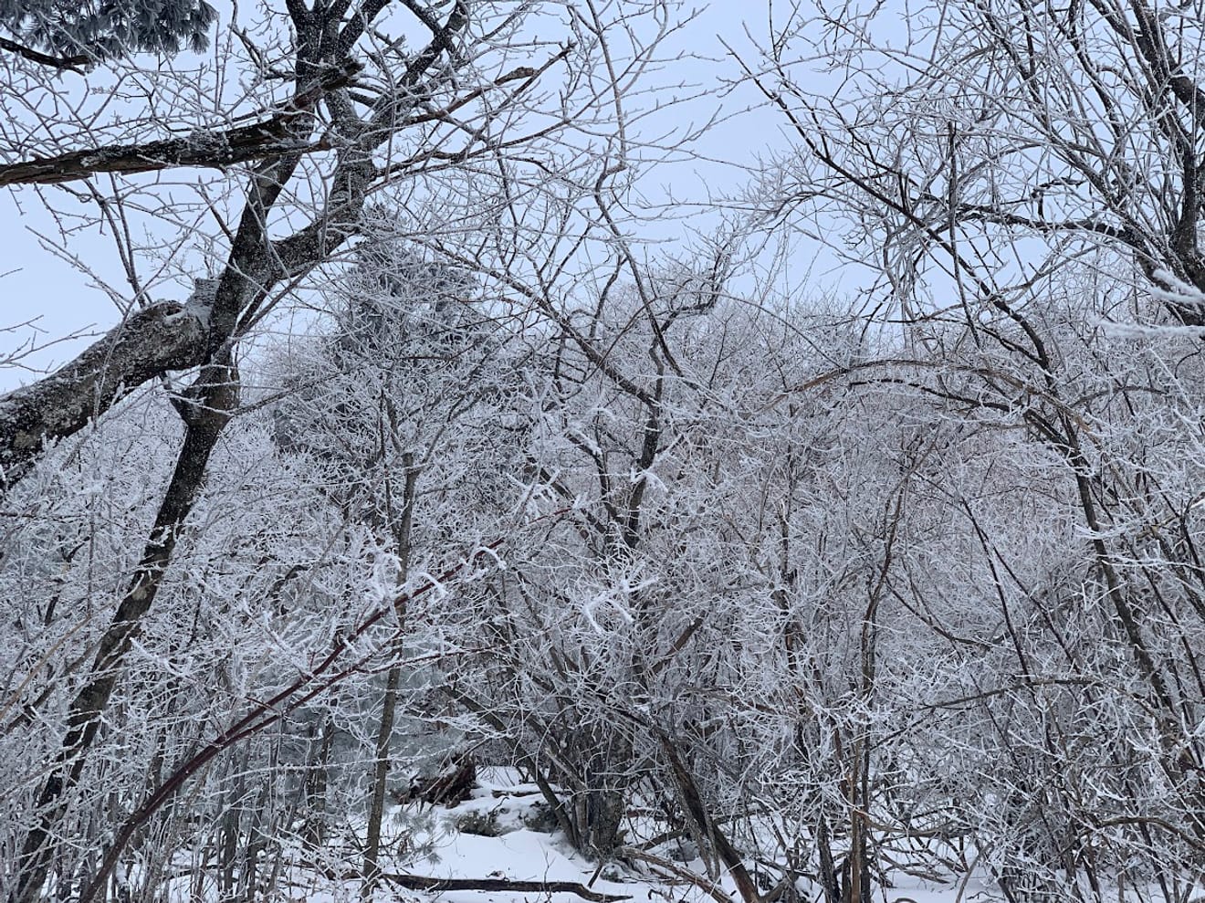 [National Park Stamp Tour] 11. Taebaeksan, Beautiful with Snow Flowers