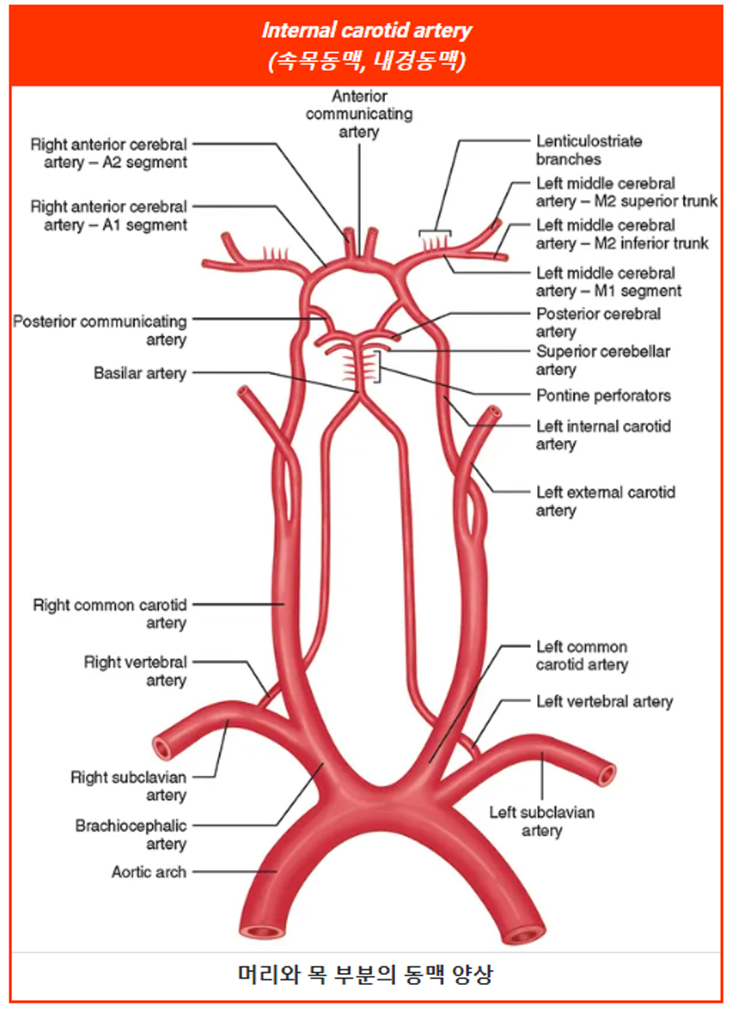 Infections de l'endothélium carotidien : symptômes, traitement, chirurgie, décès, pronostic, causes, hôpitaux