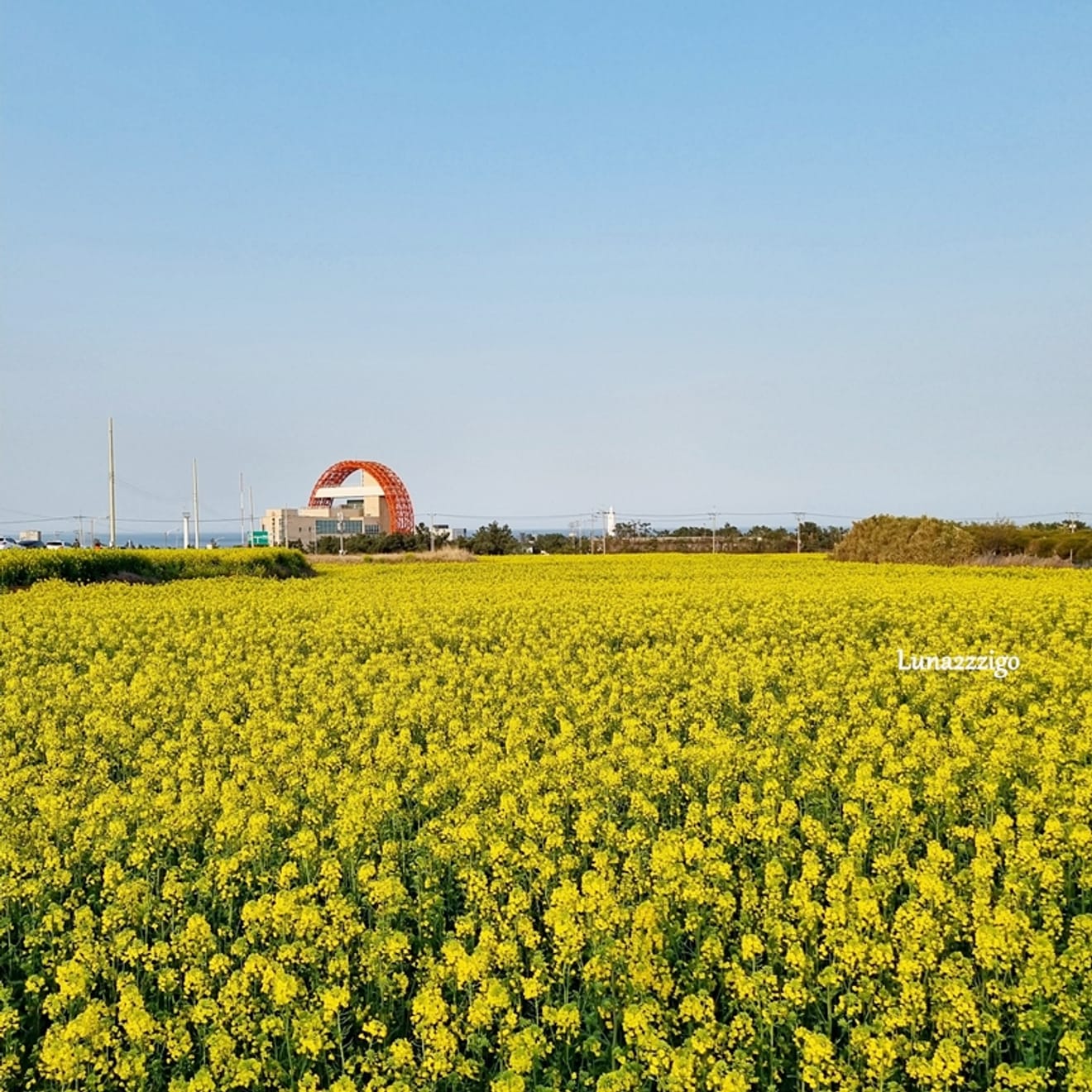 Campo de flores de canola muito bonito  Campo de flores de canola do Parque de Observatório do Nascer do Sol de Hoemi, Pohang