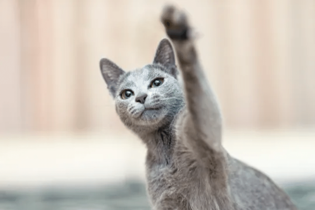 Russian Blue