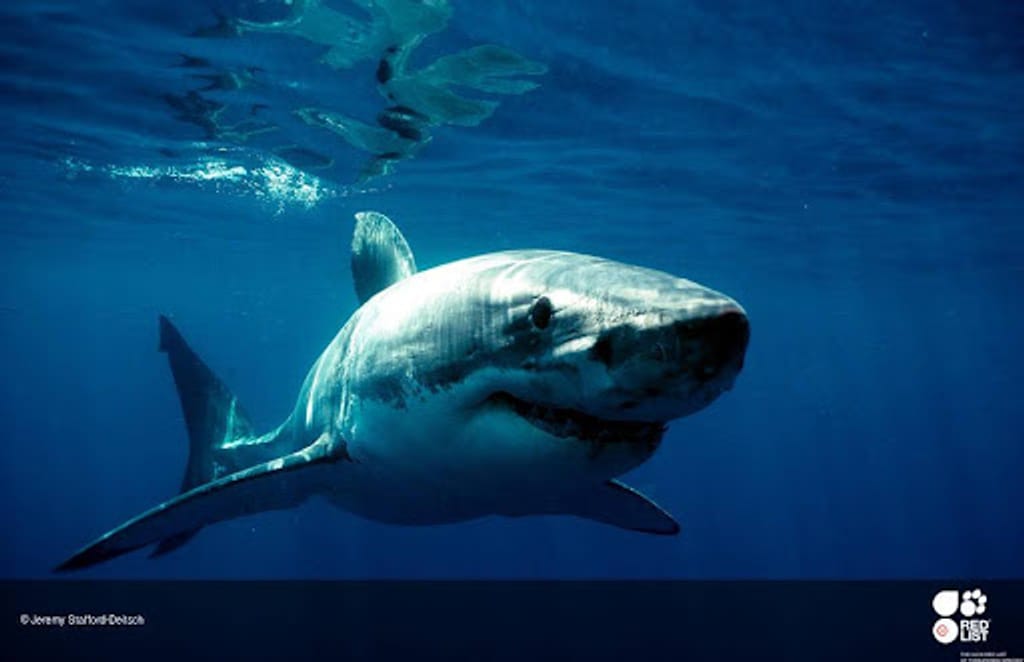 Heeft de film 'Jaws' bijgedragen aan de bedreiging van de uitsterving van haaien?