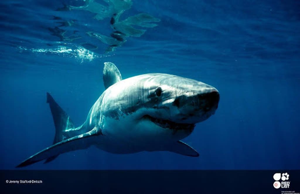 Le film 'Les Dents de la mer' a-t-il contribué à la mise en danger des requins ?