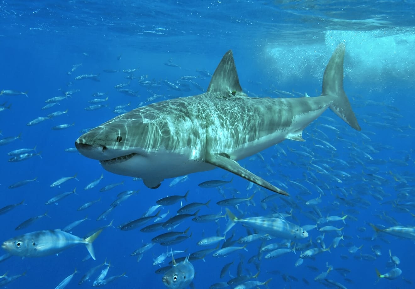Heeft de film 'Jaws' bijgedragen aan de bedreiging van de uitsterving van haaien?
