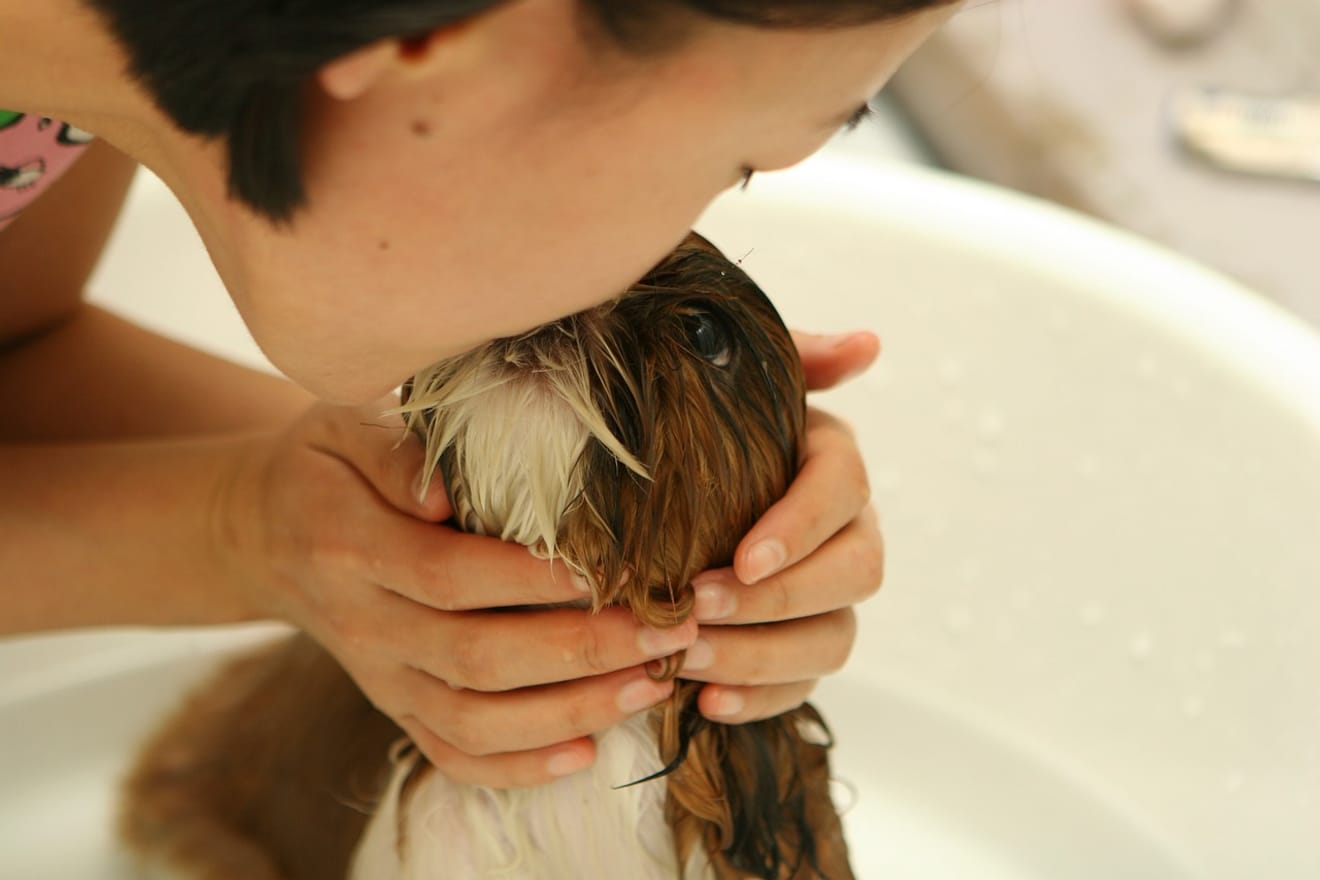 Recommandations de shampooings pour chiots