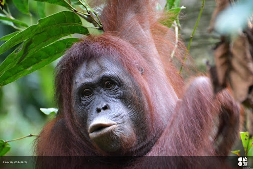 'Orangutan Juga Bisa Mengemudi Sendiri' Penyebab Kelangkaan Hewan Cerdas Ini, Apakah Minyak Sawit?