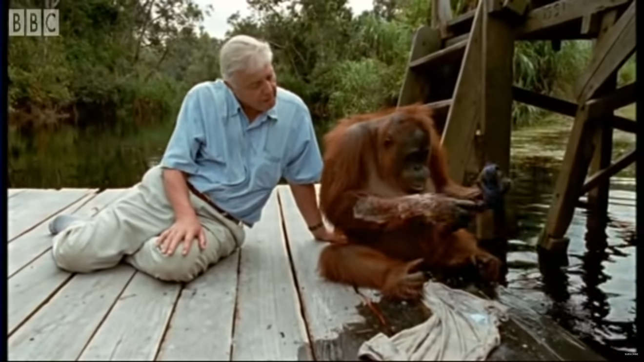 'Même conduire tout seul, c'est possible' : L'orang-outan, animal hautement intelligent, menacé d'extinction à cause de l'huile de palme ?