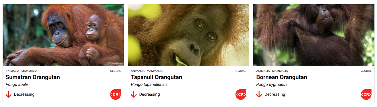 'Orangutan Juga Bisa Mengemudi Sendiri' Penyebab Kelangkaan Hewan Cerdas Ini, Apakah Minyak Sawit?