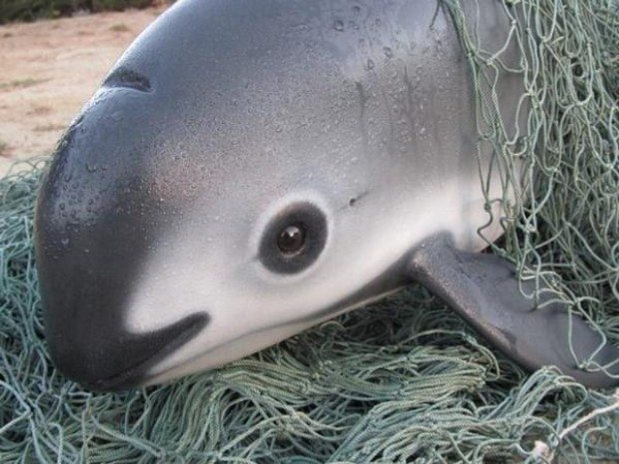 Cách cuối cùng để bảo vệ cá heo vaquita, loài chỉ còn chưa đến 10 cá thể trên thế giới