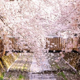 鎮海軍港祭は3月22日開幕、桜祭り62年で最も早く  2024年韓国桜開花時期