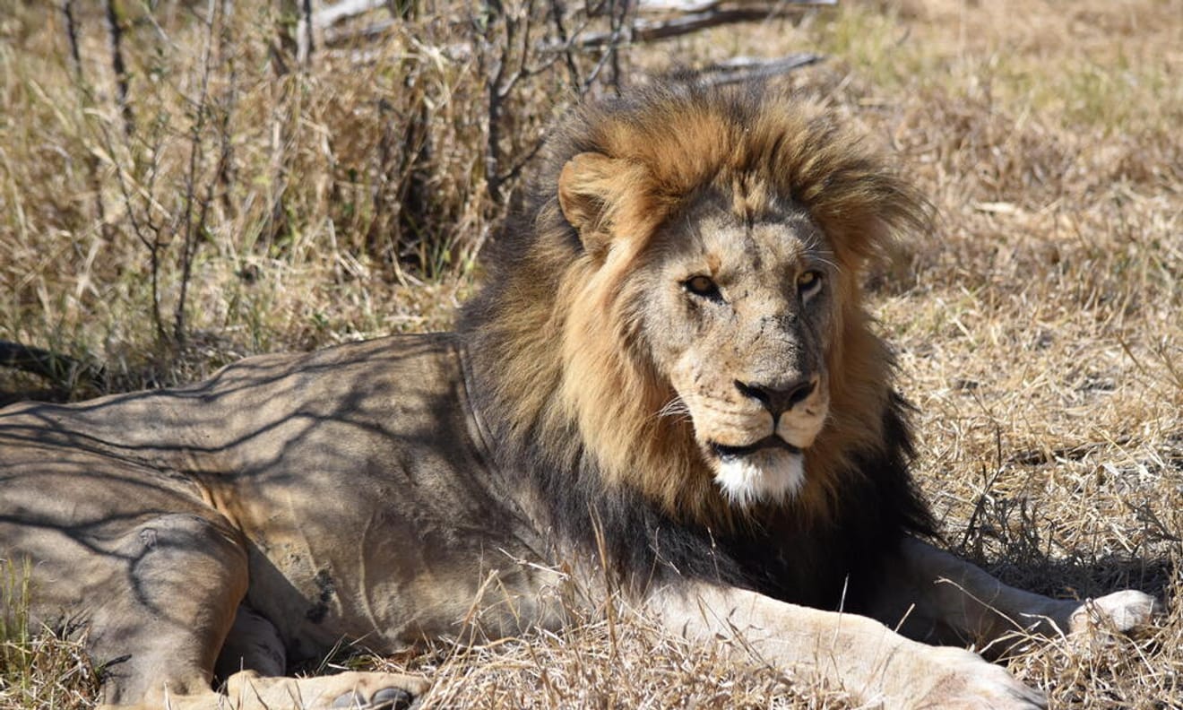 Le roi des animaux est en danger : le lion menacé d'extinction