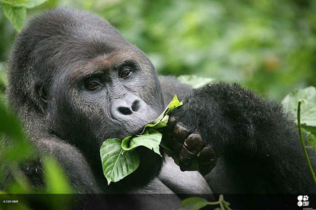 Bedreigde gorilla's, ook virussen zijn een oorzaak