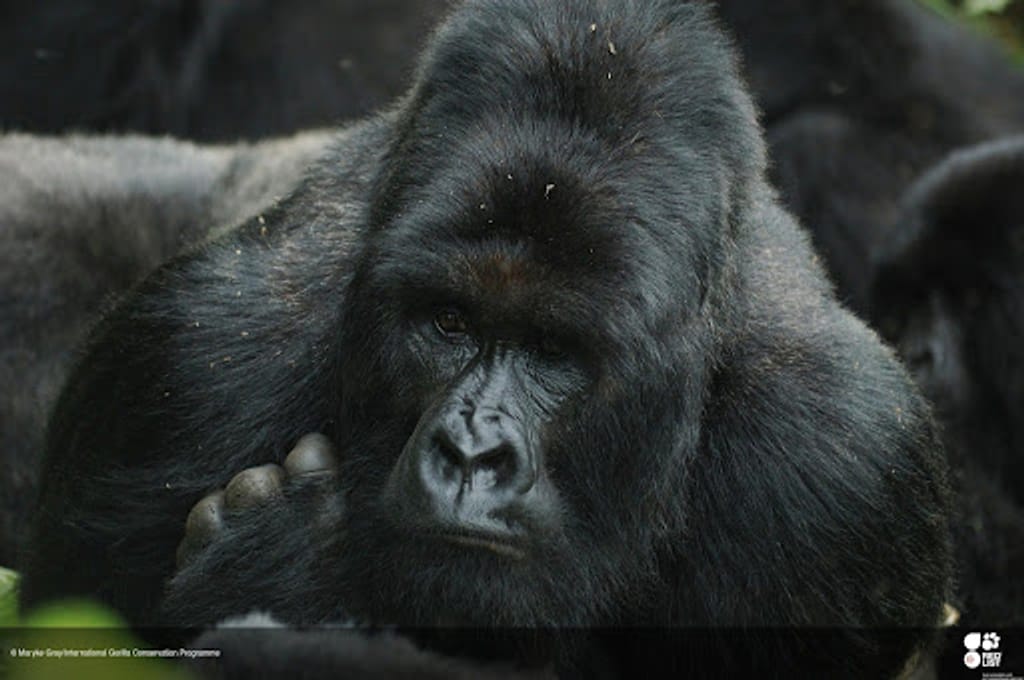 Vom Aussterben bedrohte Gorillas: Viren als einer der Gründe