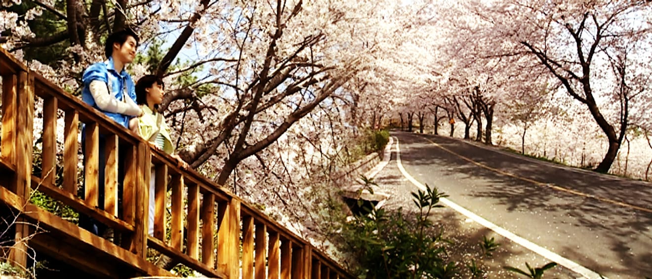 Spring Breeze Travel! 2024 Cherry Blossom Hotspots Across Korea