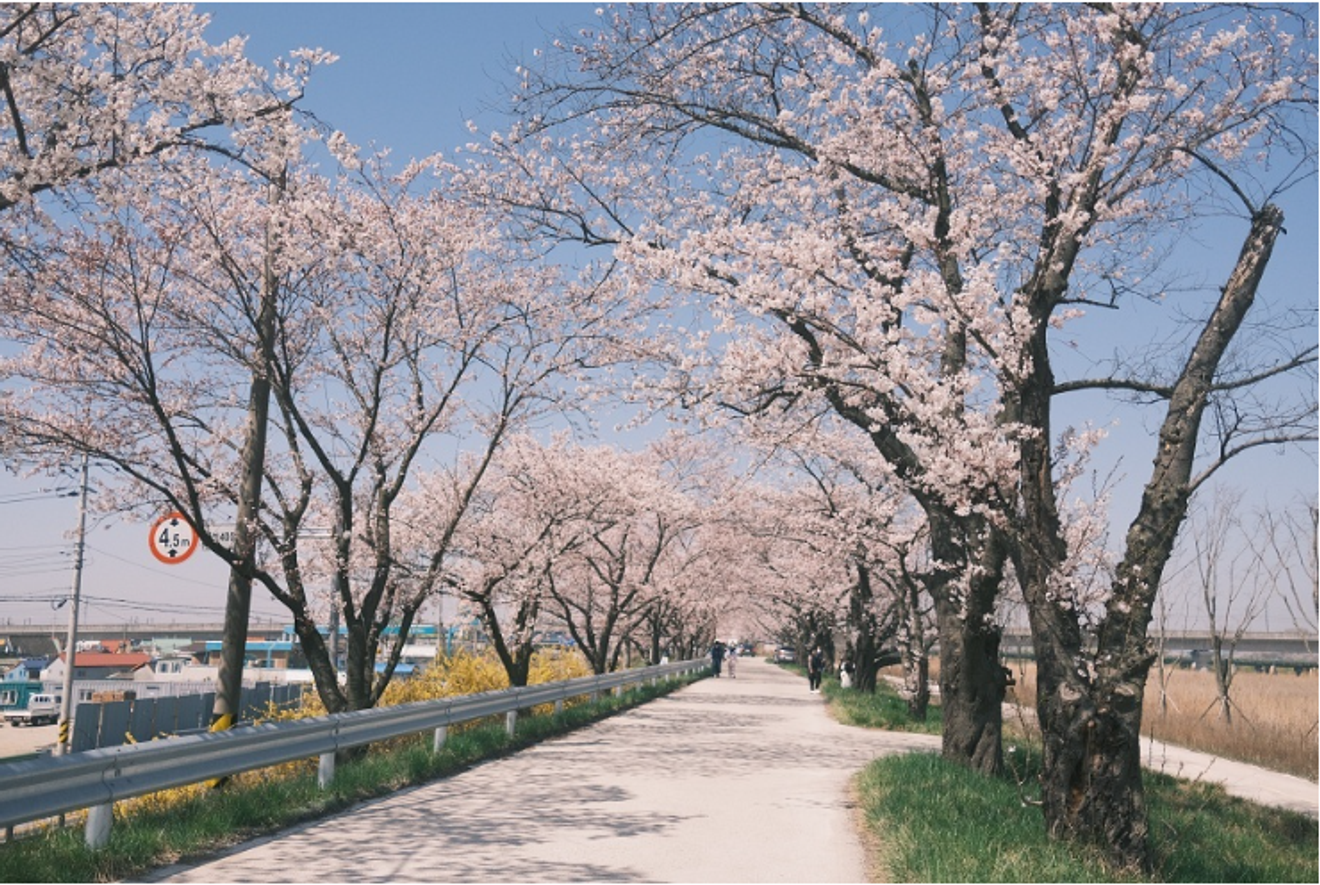 Spring Breeze Travel! 2024 Cherry Blossom Hotspots Across Korea