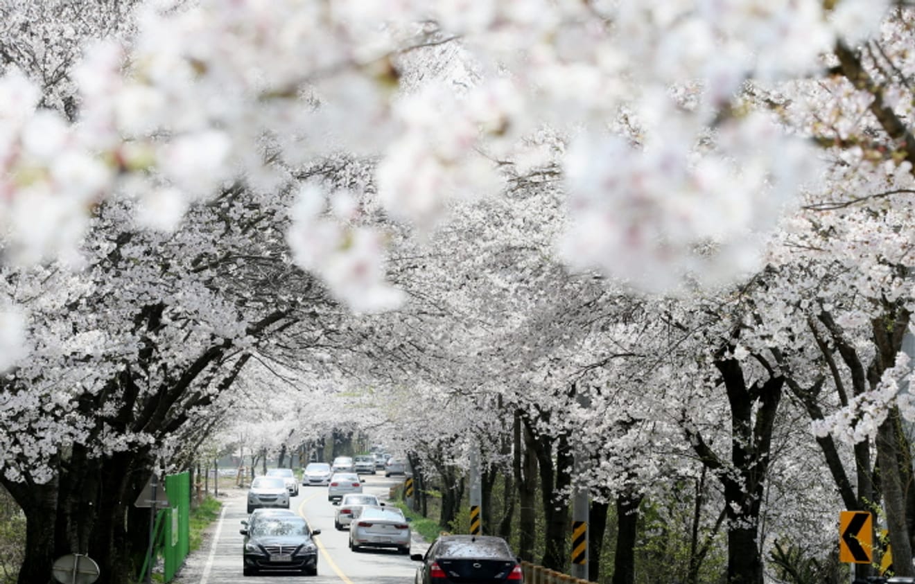 Spring Breeze Travel! 2024 Cherry Blossom Hotspots Across Korea