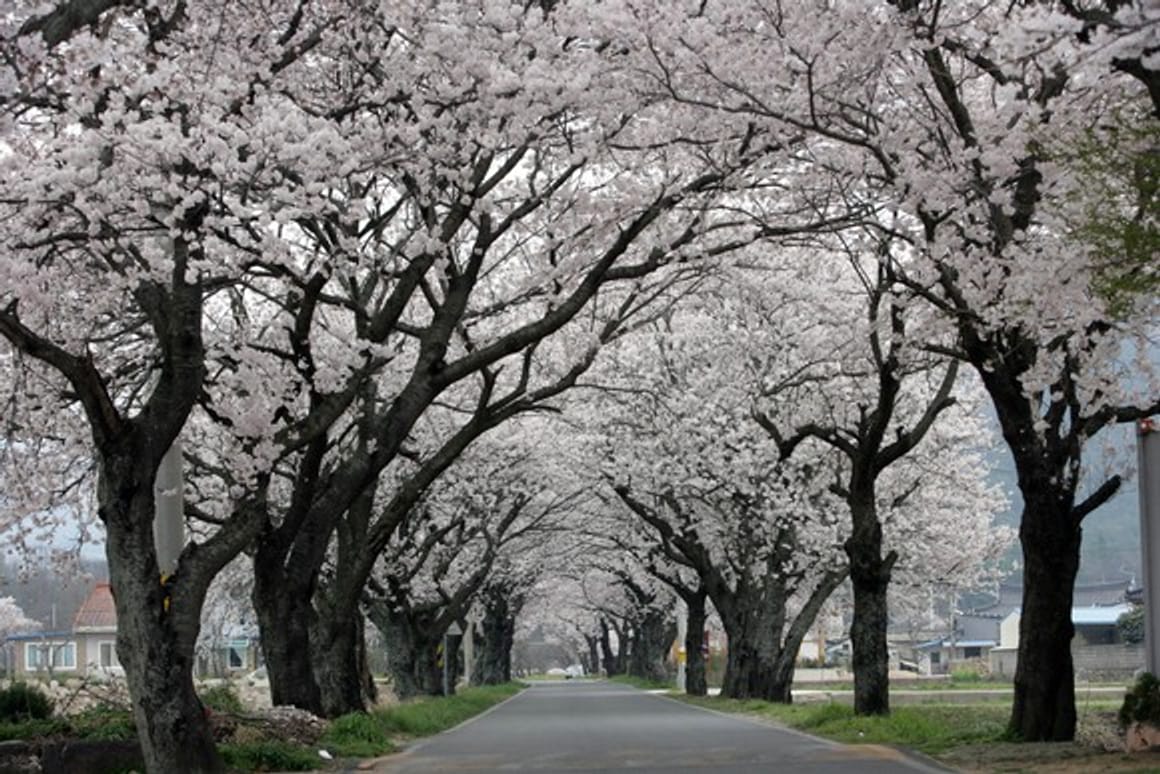 Spring Breeze Travel! 2024 Cherry Blossom Hotspots Across Korea