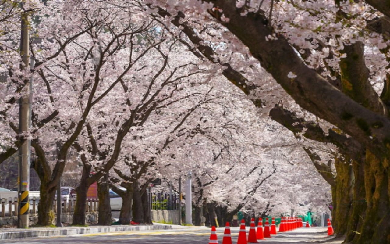 Spring Breeze Travel! 2024 Cherry Blossom Hotspots Across Korea