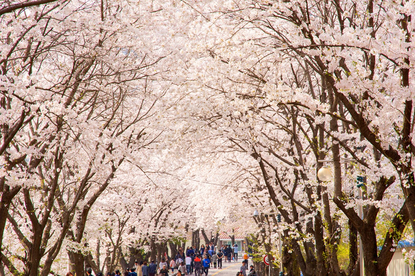 Spring Breeze Travel! 2024 Cherry Blossom Hotspots Across Korea