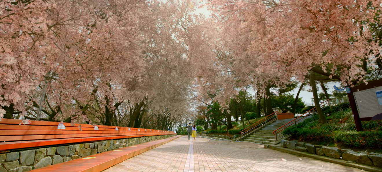 Spring Breeze Travel! 2024 Cherry Blossom Hotspots Across Korea