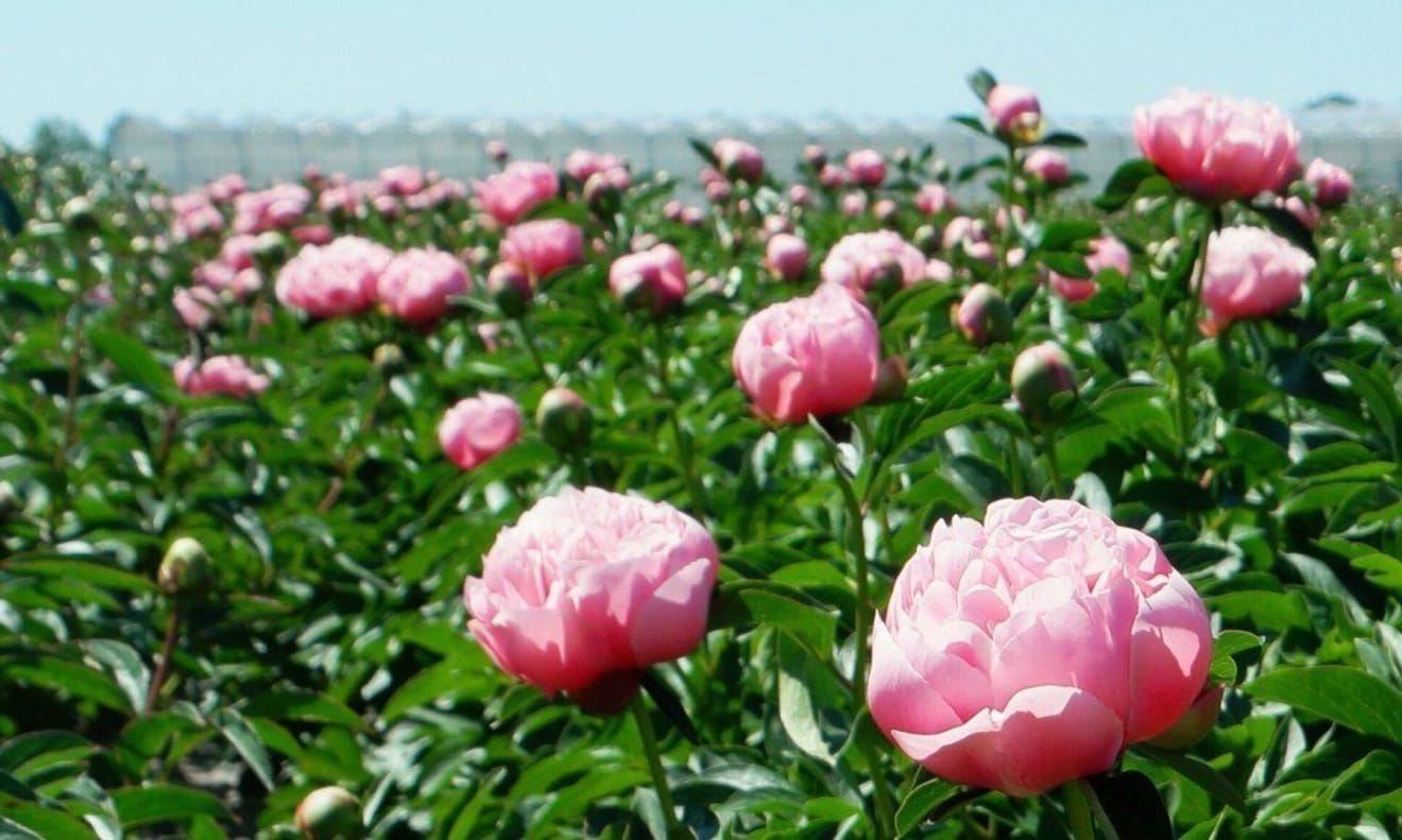 学校で学んだ花中王に登場するこの花の名前は？