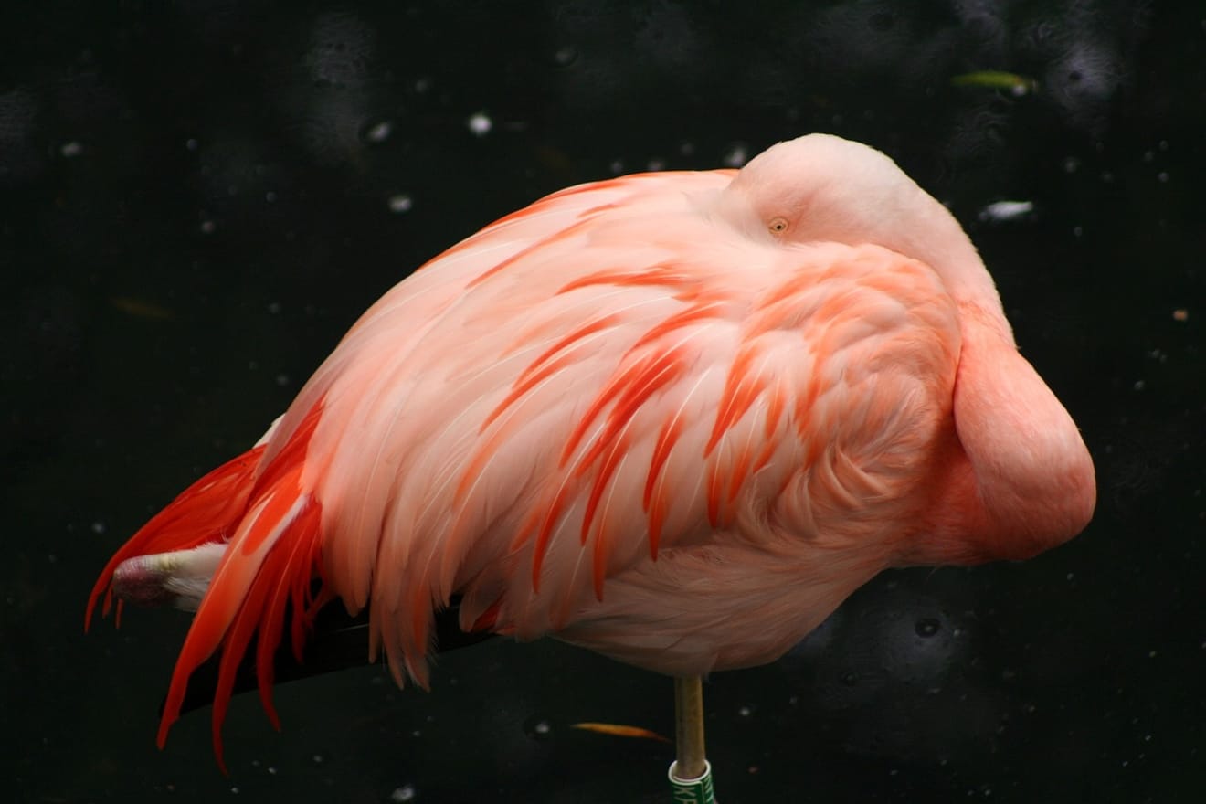 Perché i fenicotteri sono rosa: una specie a rischio di estinzione