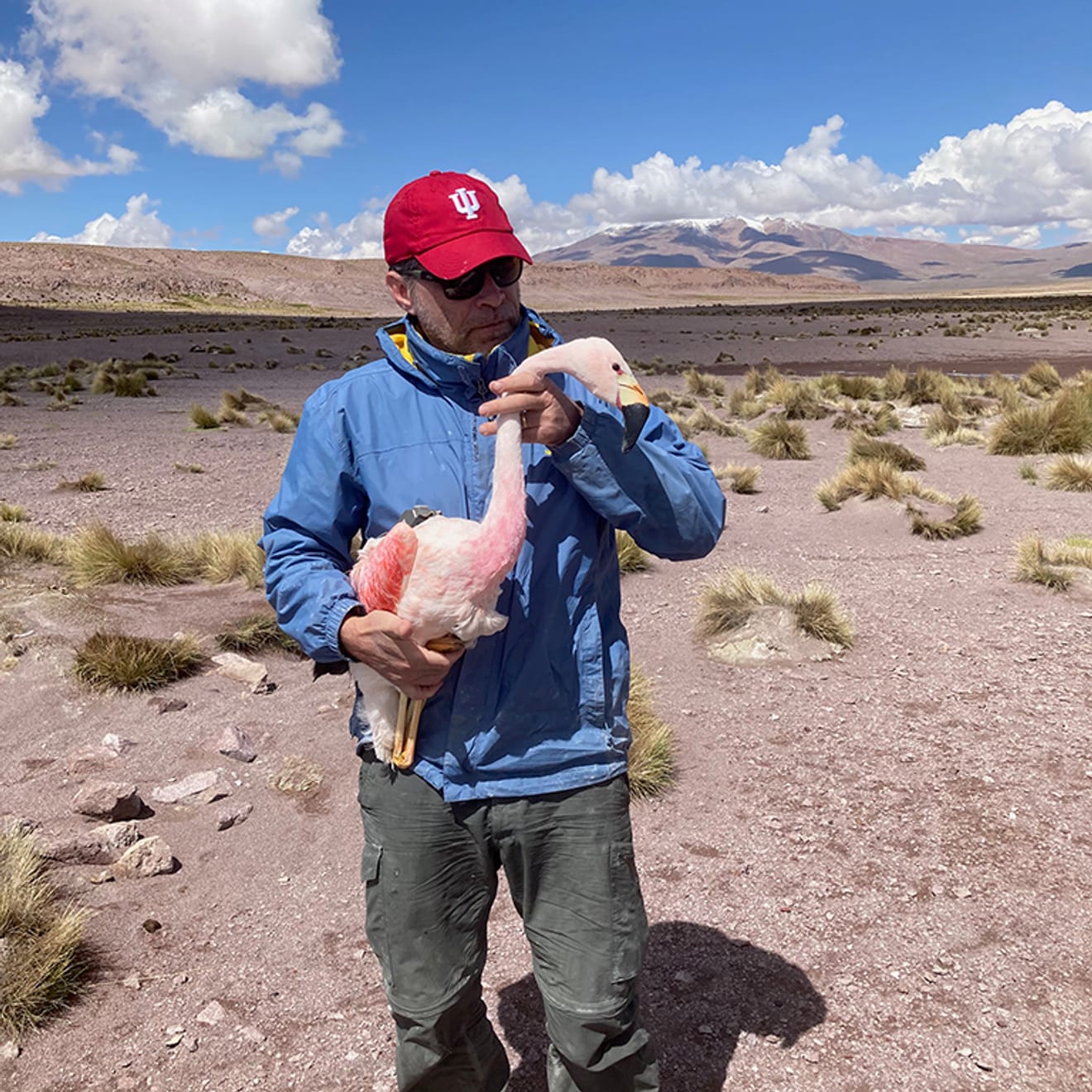 Perché i fenicotteri sono rosa: una specie a rischio di estinzione