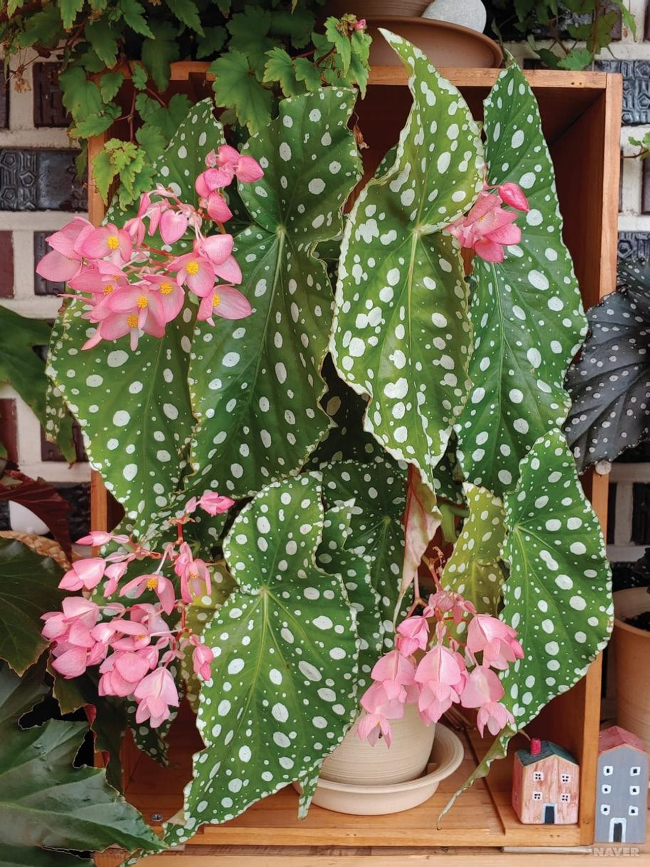 Begonias: Essentiële kamerplanten voor plantenliefhebbers