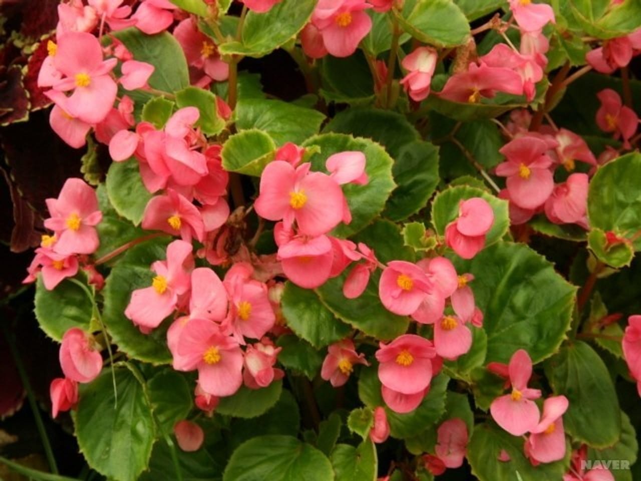 Begonias: Essentiële kamerplanten voor plantenliefhebbers