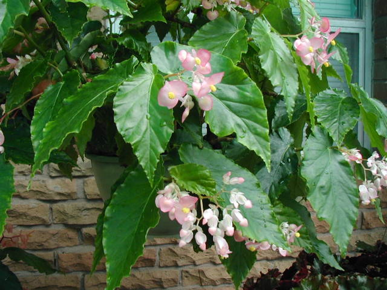 Begonias: Essentiële kamerplanten voor plantenliefhebbers