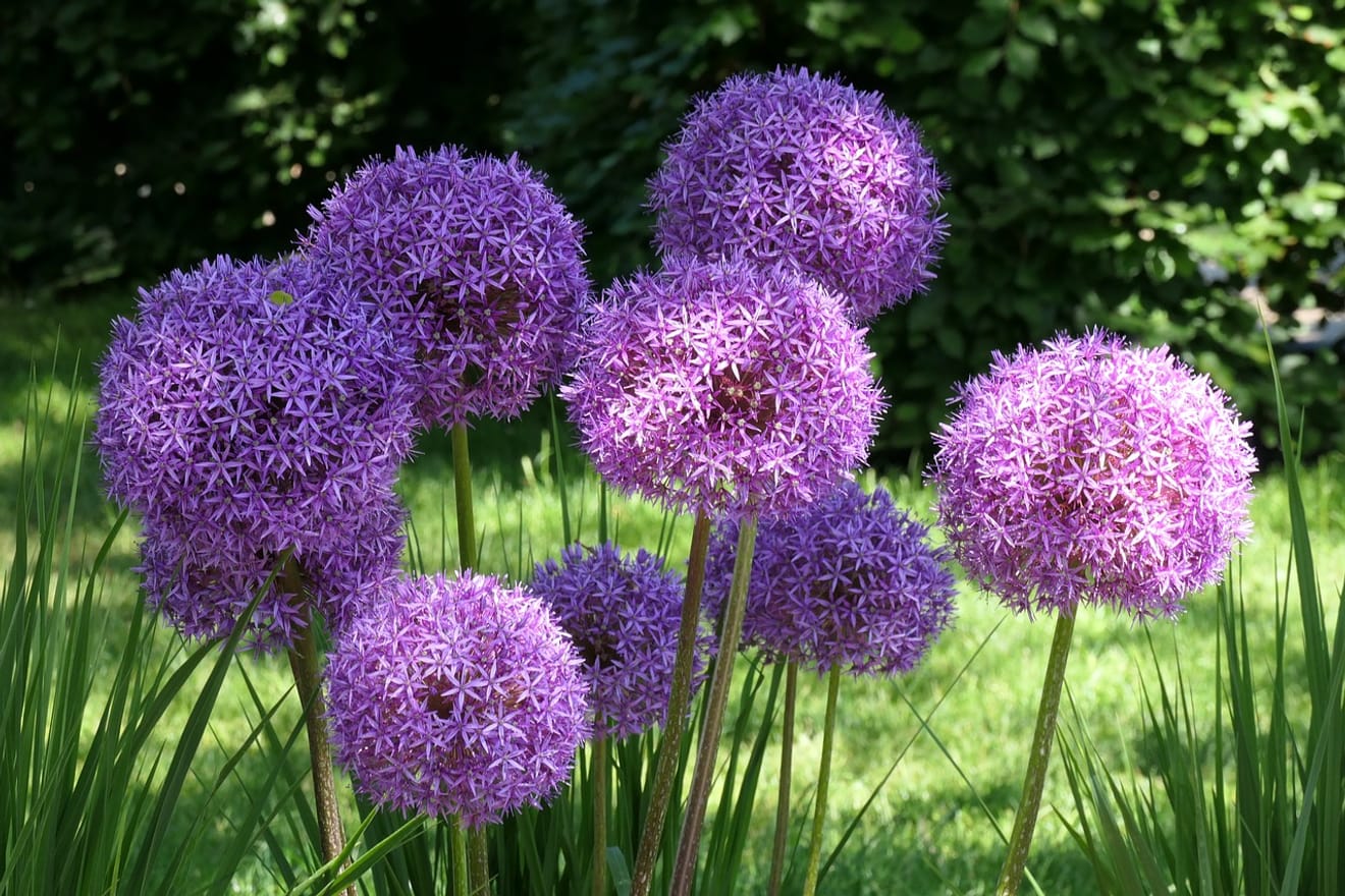 Bawang Kucai (x) Allium, Bunga yang Menantang untuk Ditumbuhkan di Asia Timur