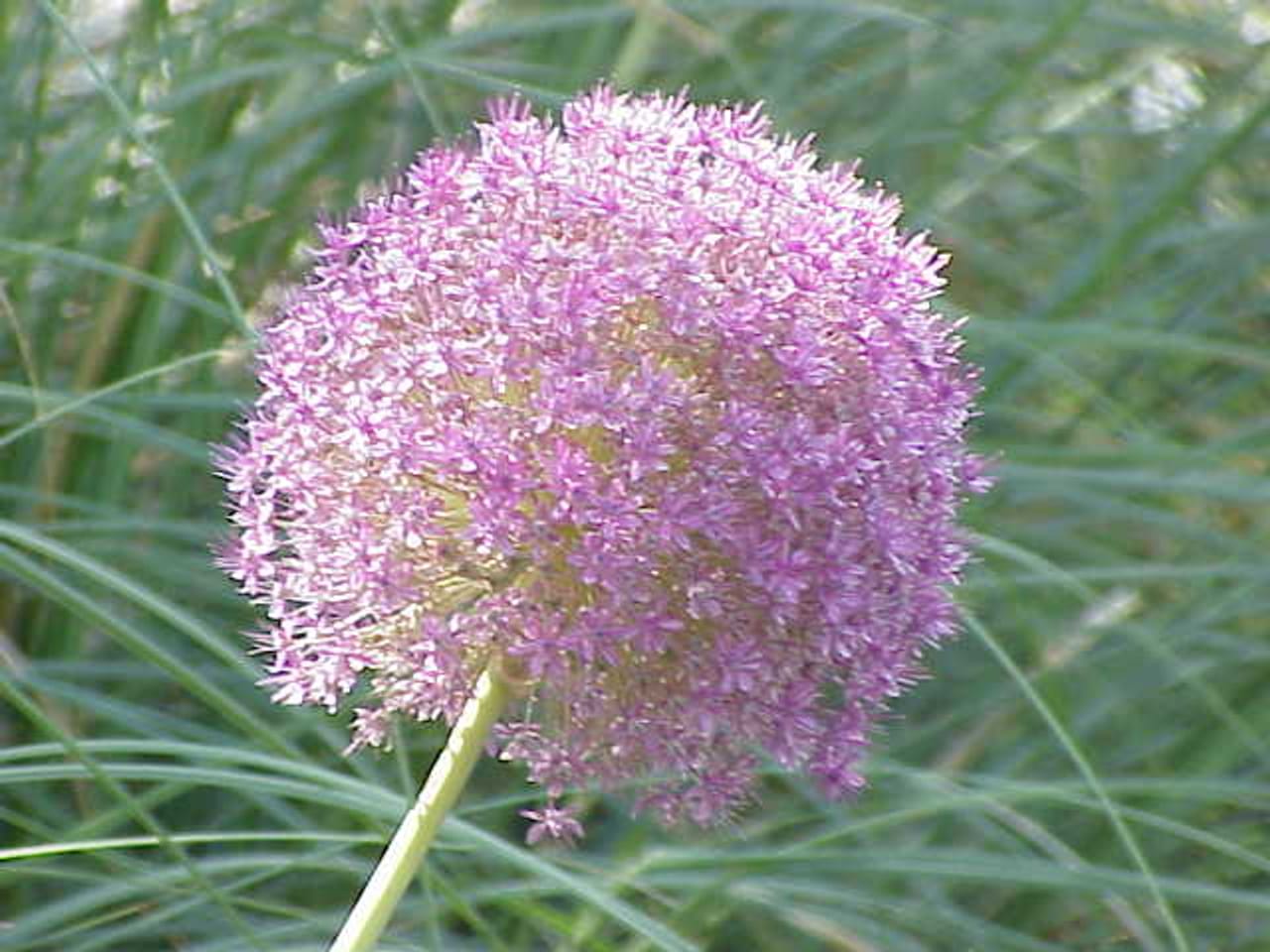 Bawang Kucai (x) Allium, Bunga yang Menantang untuk Ditumbuhkan di Asia Timur