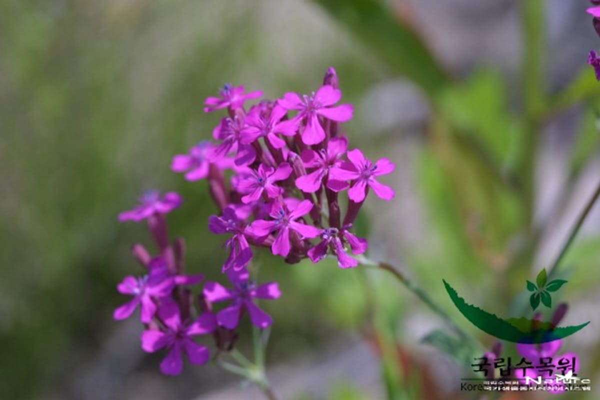 Silene, una flor muy utilizada en ramos (Características y significado)