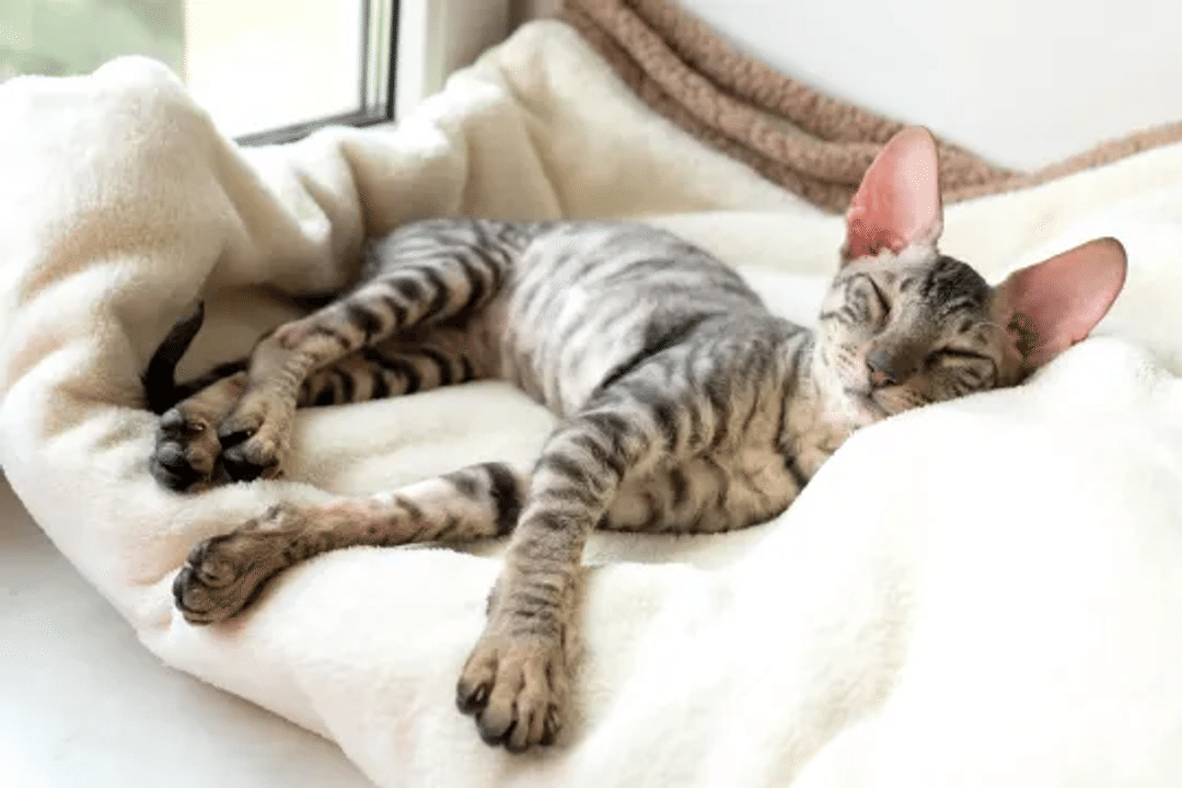 Cornish Rex