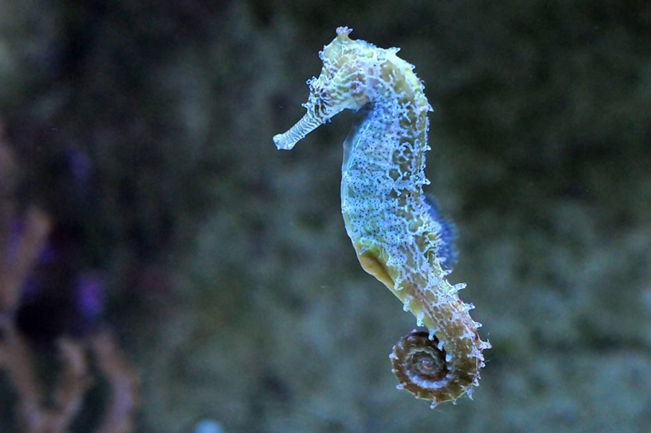 神秘的なほど絶滅の危機に瀕する動物たち⋯絶滅危惧種タツノオトシゴの話