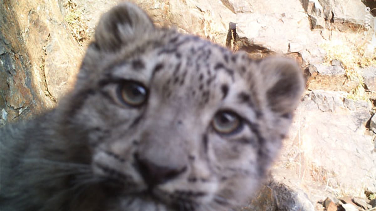 El adorable leopardo de las nieves en peligro de extinción