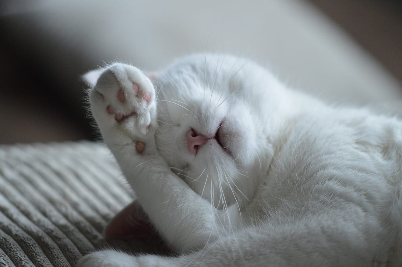 Recommandation de shampooings pour chats