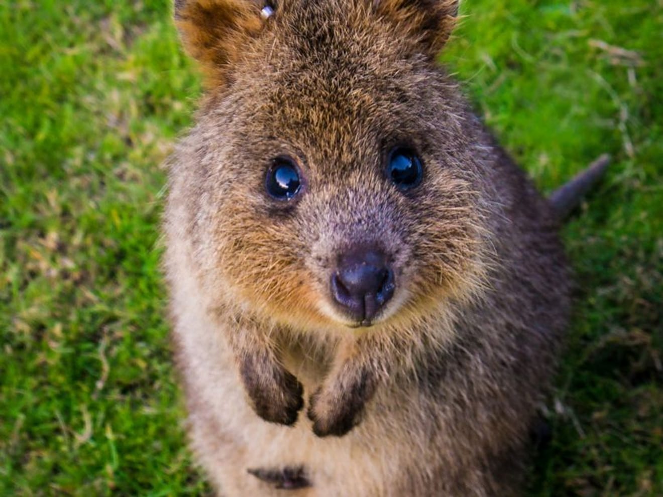 Dünyanın En Sevimli Nesli Tükenmekte Olan Türü: Quokka