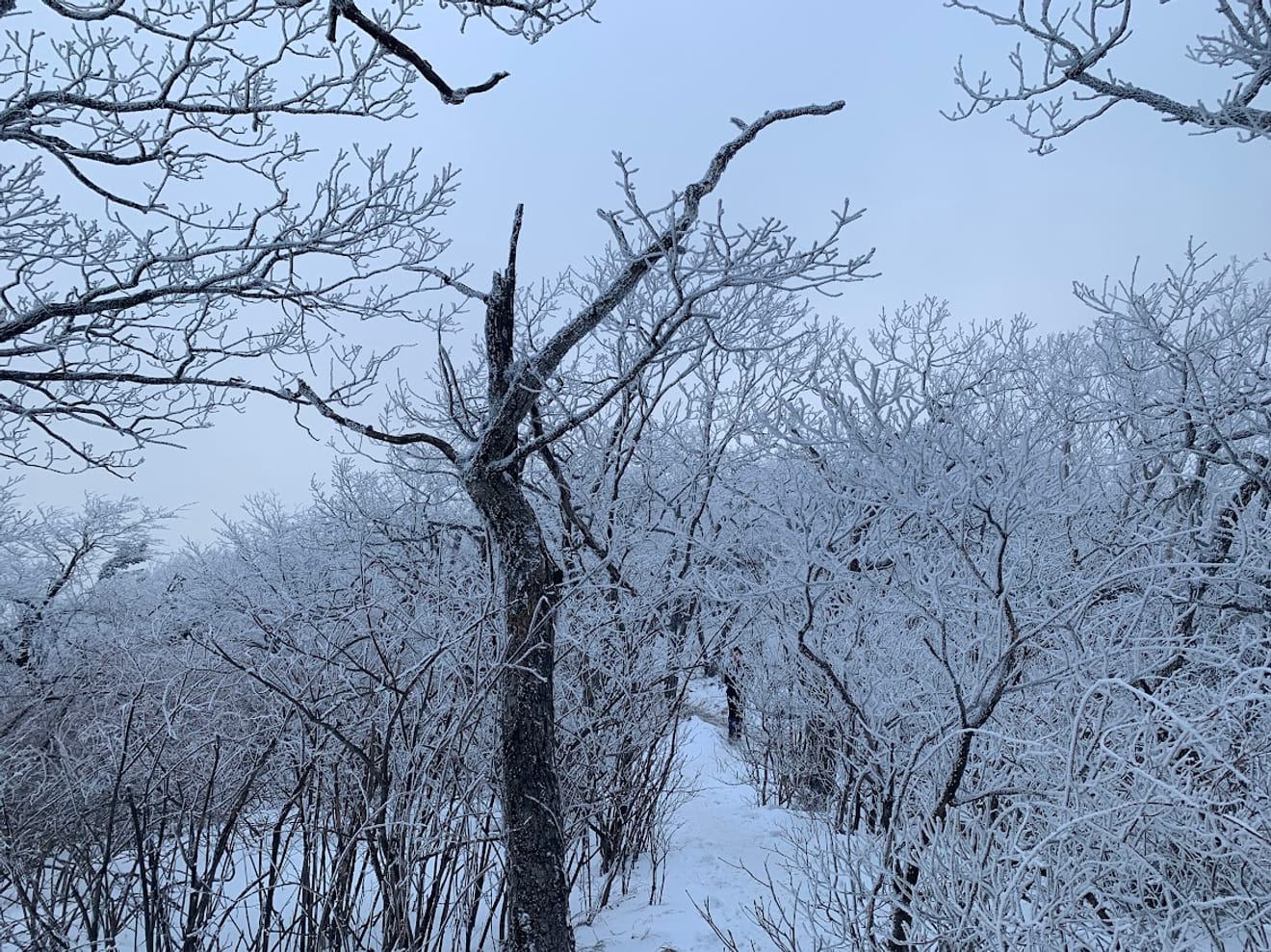 [National Park Stamp Tour] 11. Taebaeksan, Beautiful with Snow Flowers