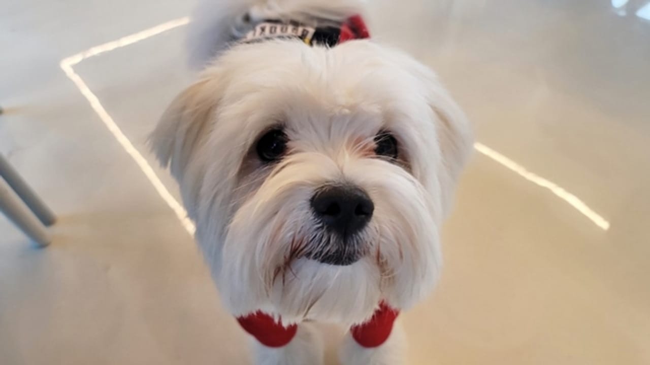 Recommended Weekend Trip Destinations with Your Dog: 'Diggeulgeul' in Gapyeong Daeseong-ri Station