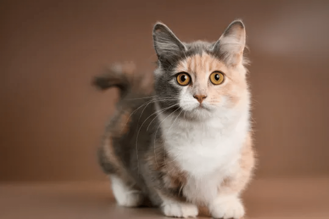 Munchkin