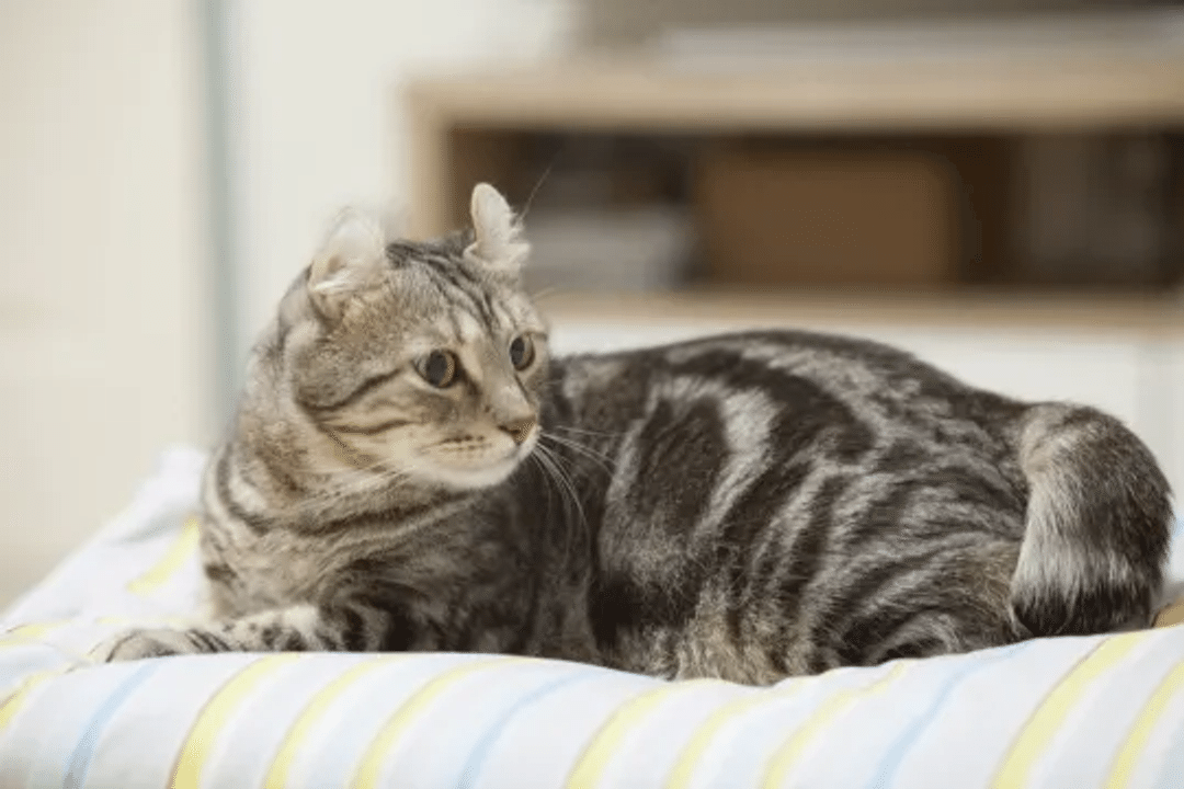 American Curl