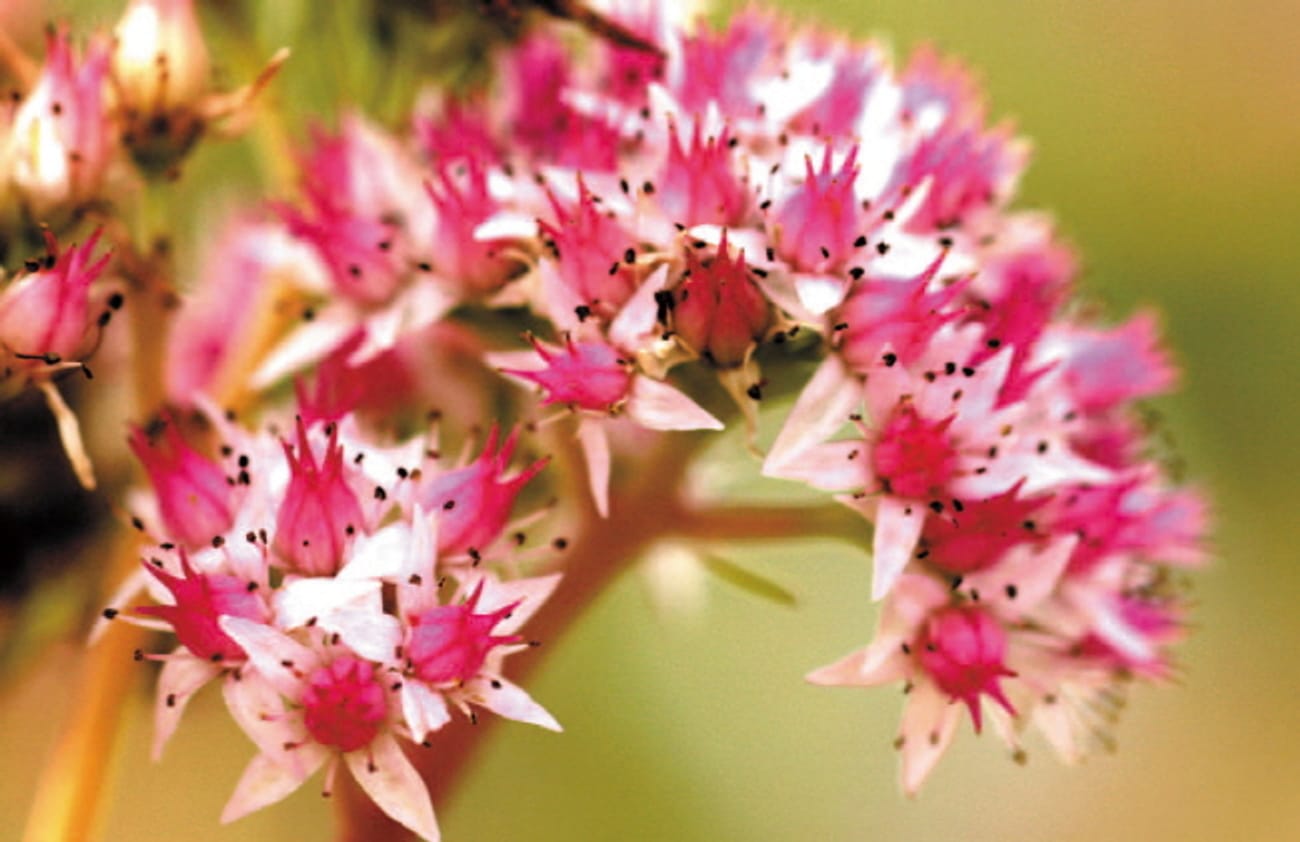 Sedum triphyllum, como si pequeñas estrellas se reunieran