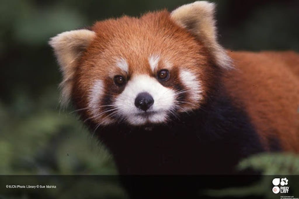 Le « petit panda » plus mignon que le panda est en voie de disparition