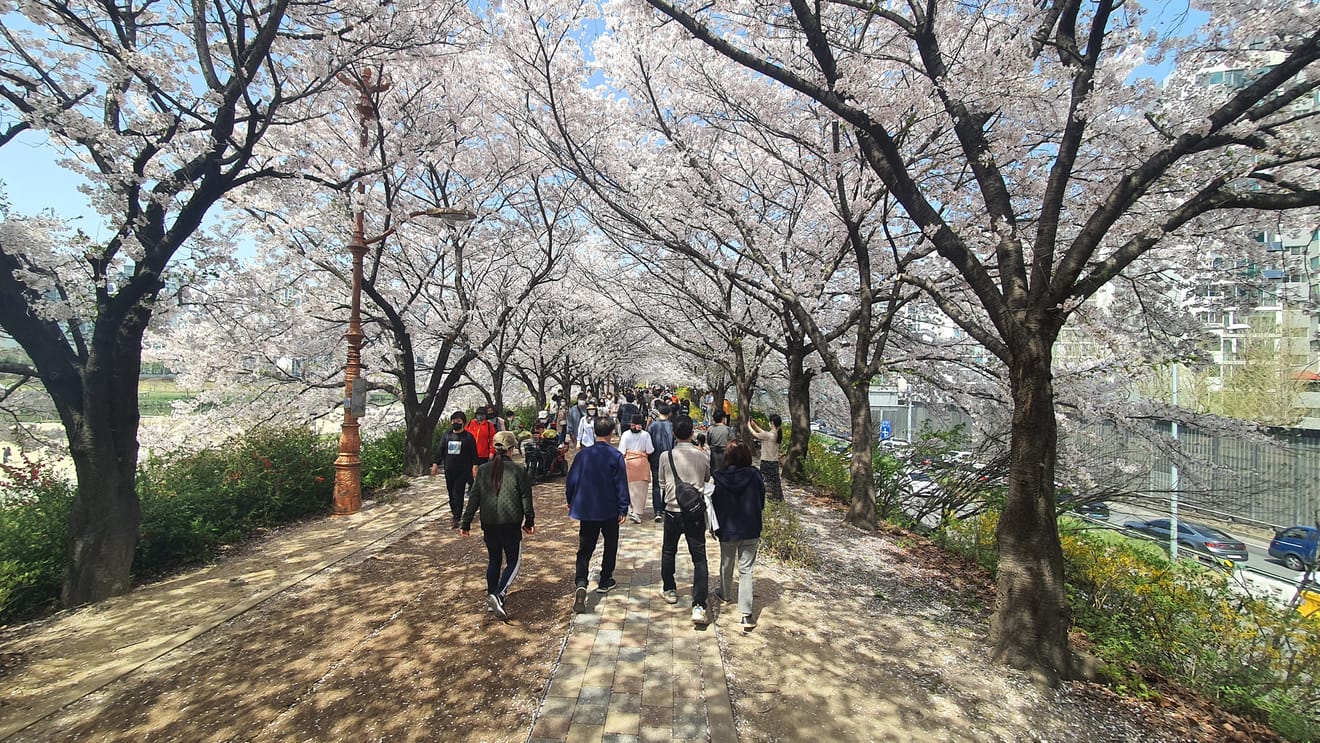 Pink in Spring! Top 10 Cherry Blossom Spots in Seoul for 2024