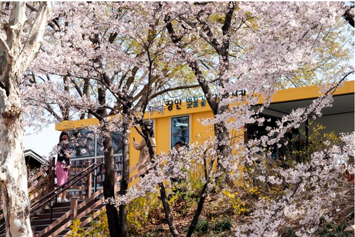 Pink in Spring! Top 10 Cherry Blossom Spots in Seoul for 2024