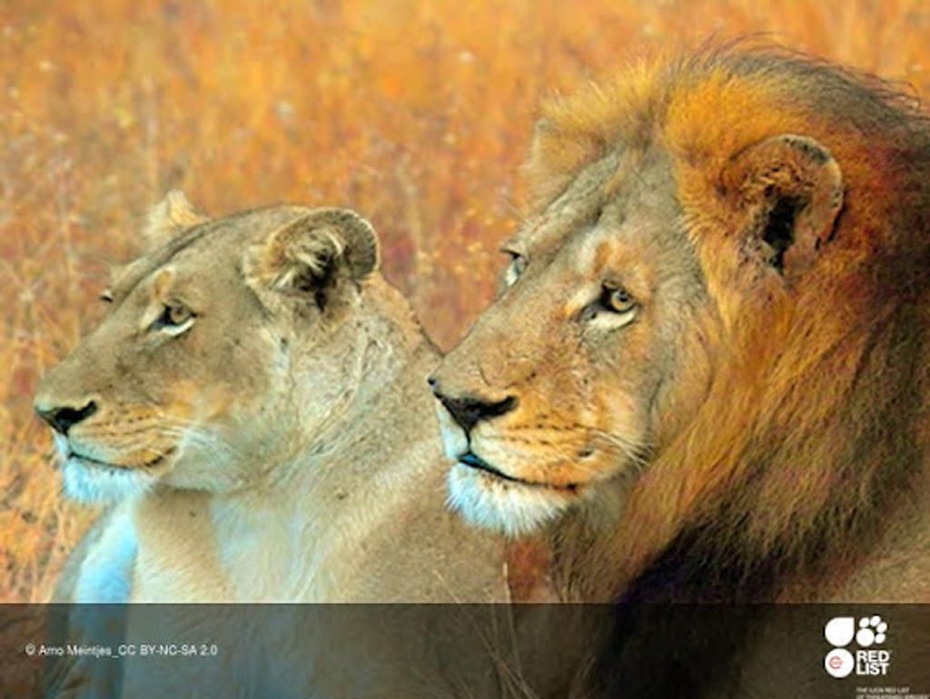 Le roi des animaux est en danger : le lion menacé d'extinction