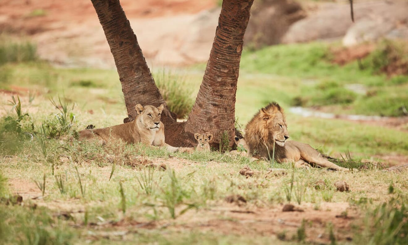 Le roi des animaux est en danger : le lion menacé d'extinction